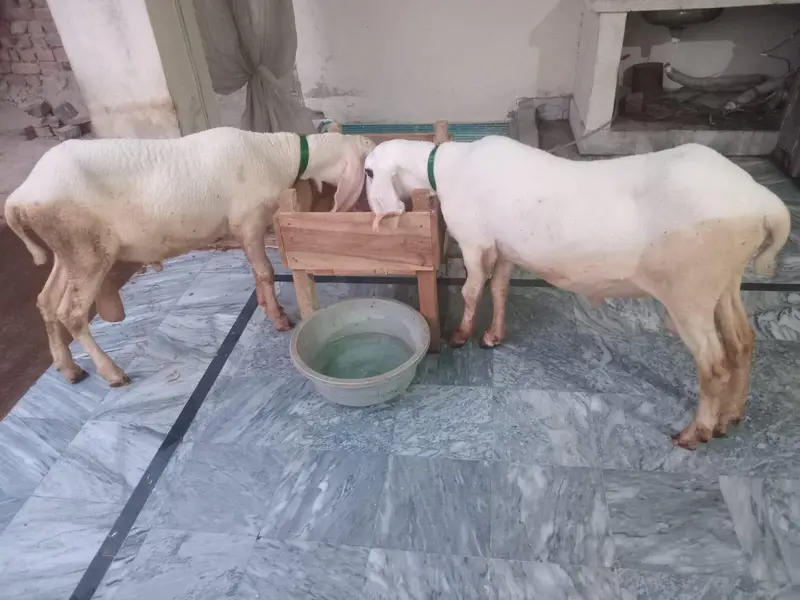 Desi kajle. — photo 2