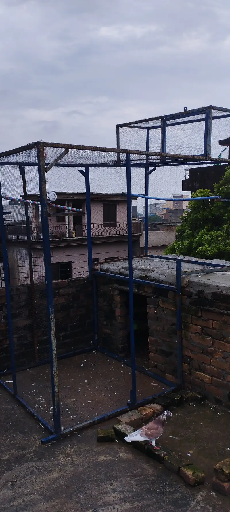 Pijon jall — photo 2