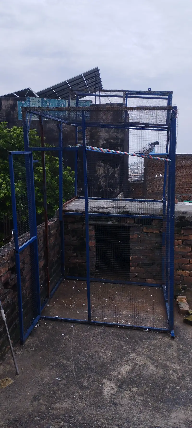 Pijon jall — photo 3