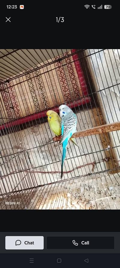 Exhibition breeder pair