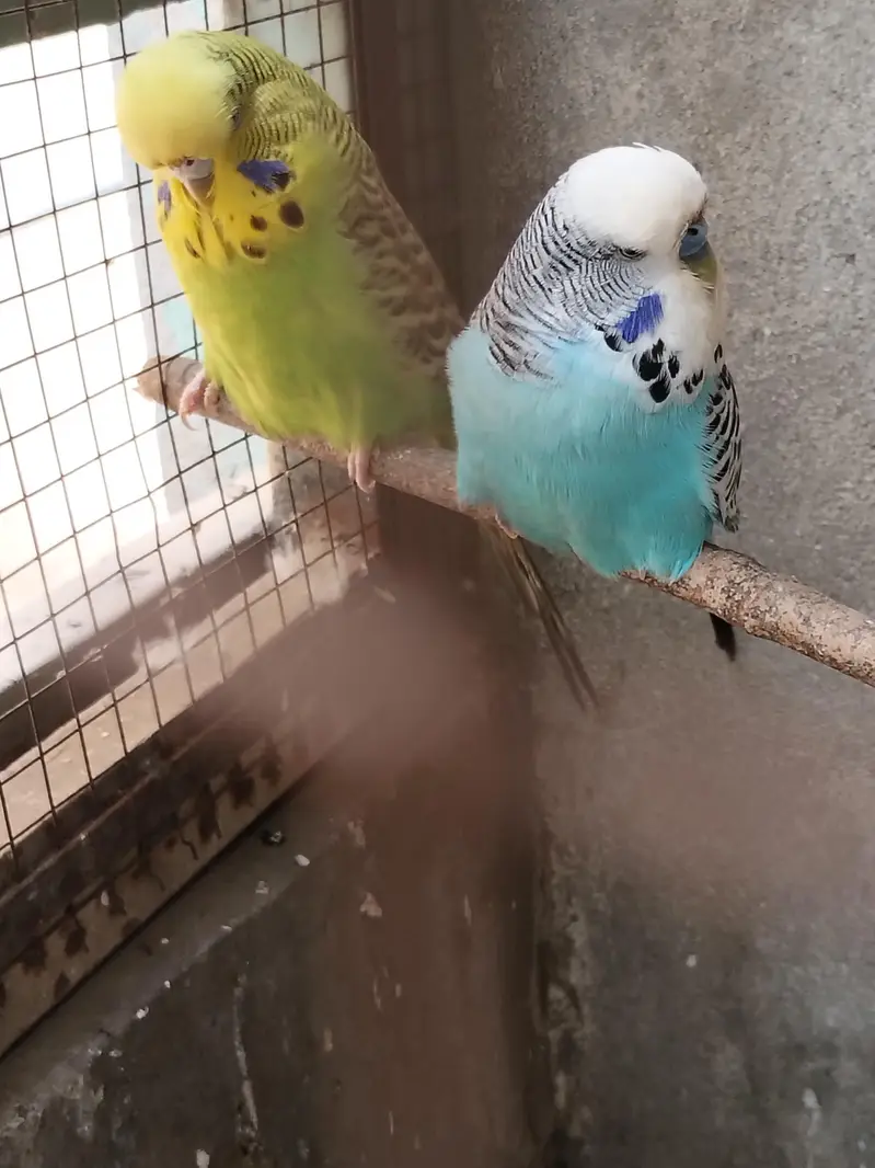 Exhibition breeder pair — photo 2