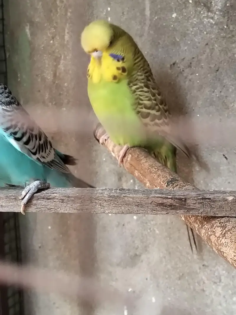 Exhibition breeder pair — photo 3
