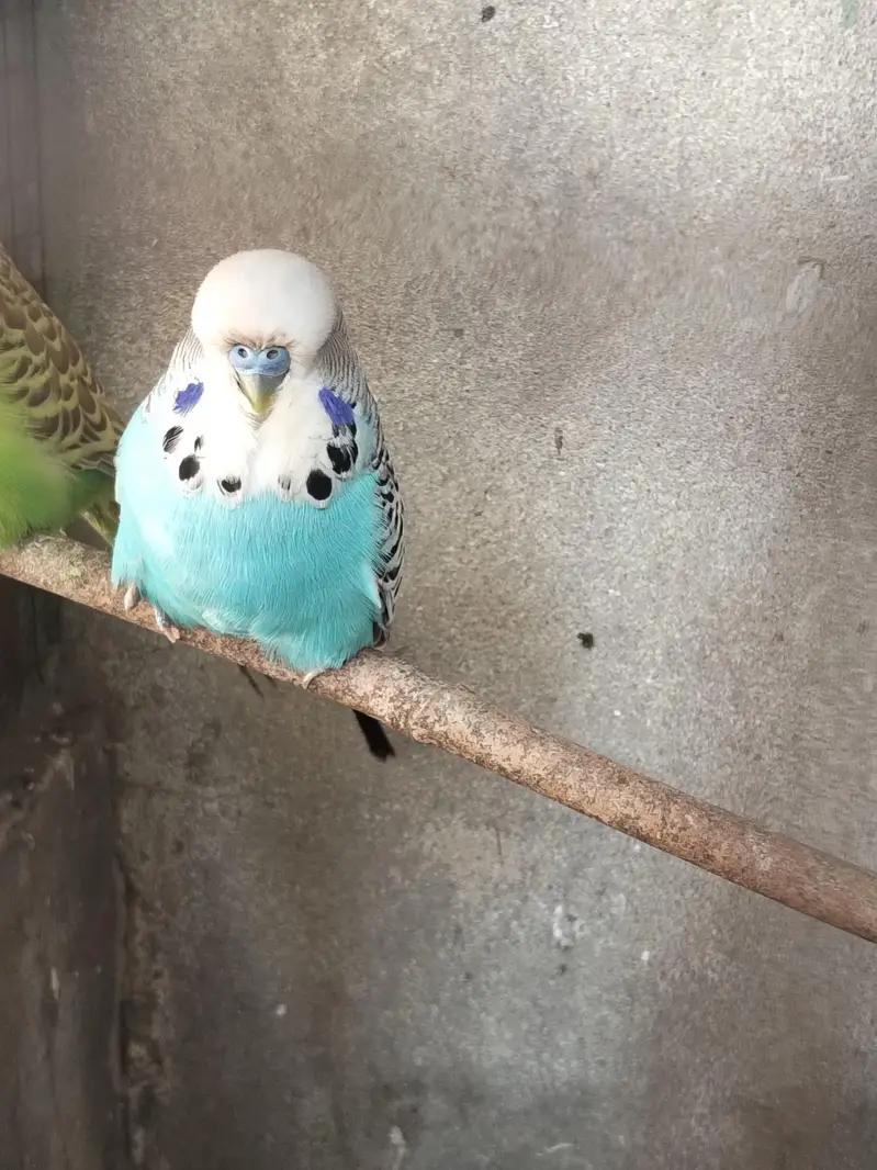 Exhibition breeder pair — photo 4