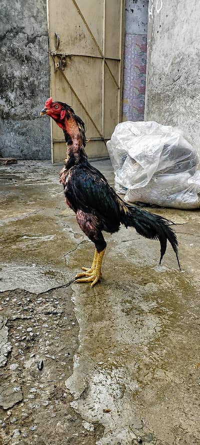 PURE BURMI PAKOYE