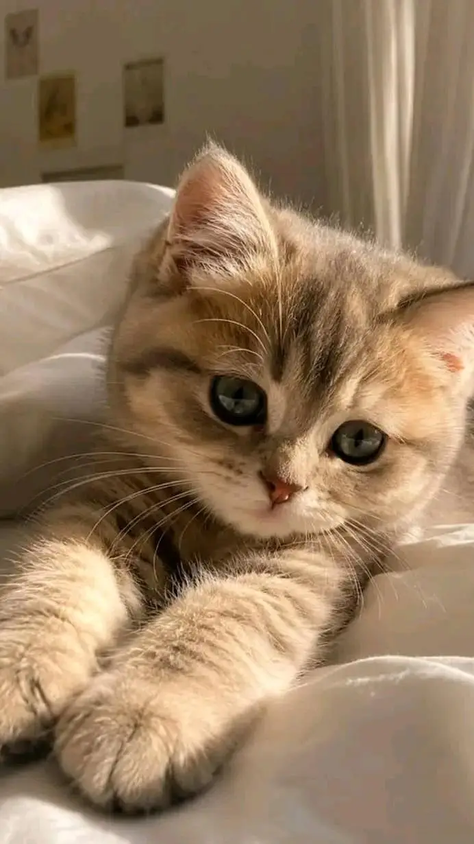 Cats | Persian | kittens |  Blue Eyes| 3 kot | O34O48 26 941| WA^⁠_⁠^ — photo 2