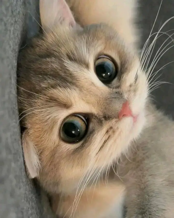 Cats | Persian | kittens |  Blue Eyes| 3 kot | O34O48 26 941| WA^⁠_⁠^ — photo 3
