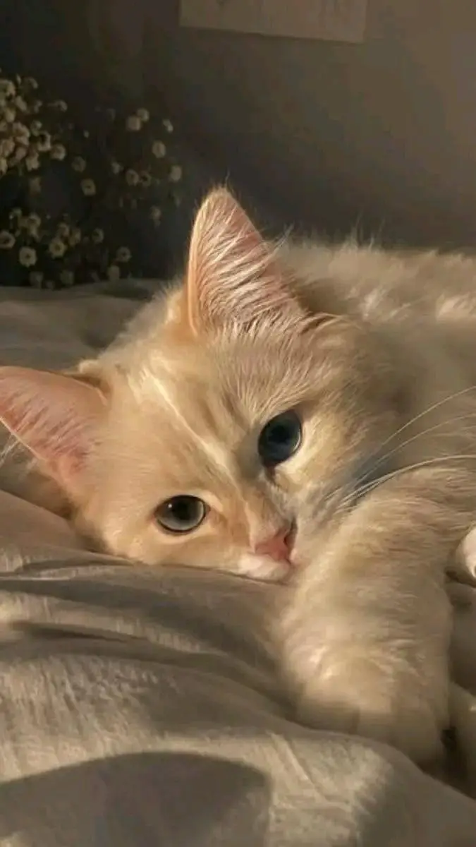 Cats | Persian | kittens |  Blue Eyes| 3 kot | O34O48 26 941| WA^⁠_⁠^ — photo 4