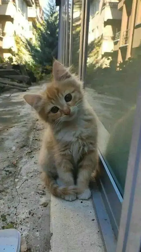 Cats | Persian | kittens |  Blue Eyes| 3 kot | O34O48 26 941| WA^⁠_⁠^ — photo 5