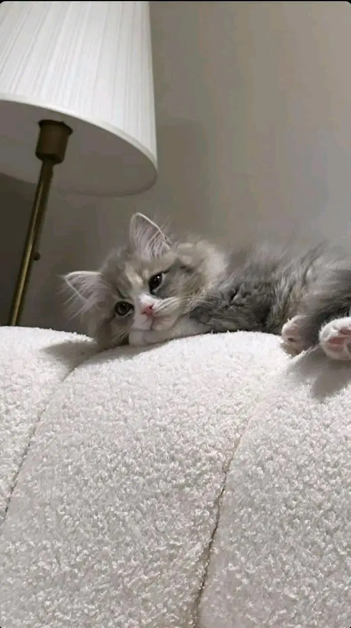 Cats | Persian | kittens |  Blue Eyes| 3 kot | O34O48 26 941| WA^⁠_⁠^ — photo 6