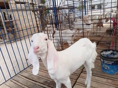 female 4 month