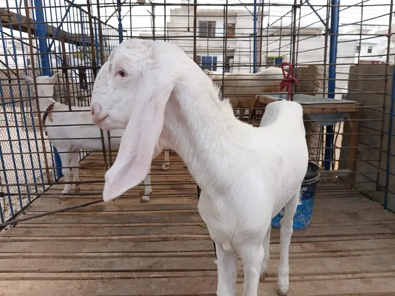 female 4 month — photo 3
