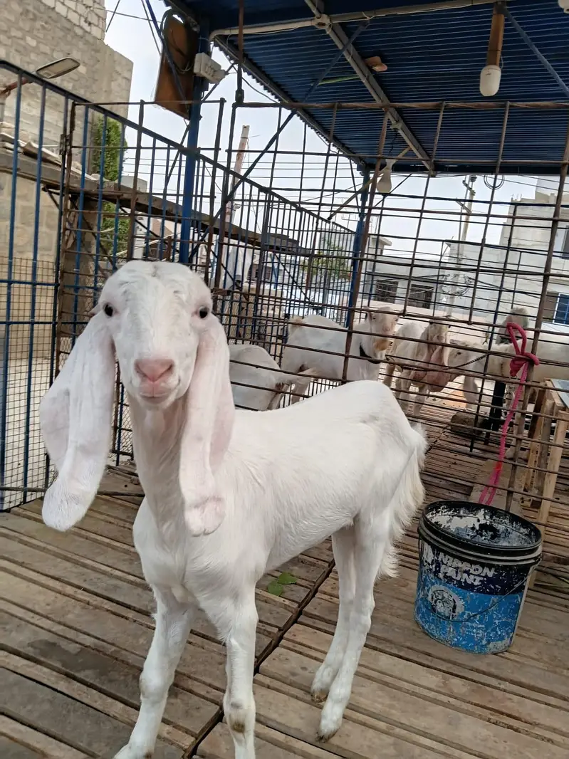 female 4 month — photo 4