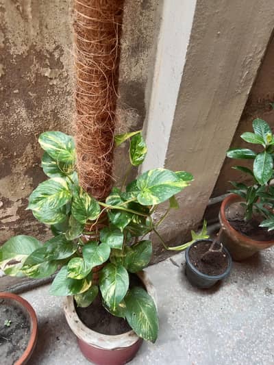 cactus and succulents money plant diffon bacia faces jade bonsai