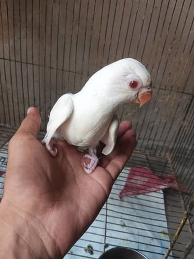 Paper white ringneck chick reasonable price read discription first