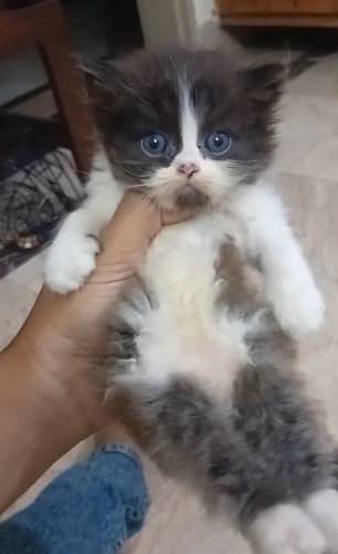 pure persian kitten |Bi colour kittens _triple coat /fluffy _cute cat