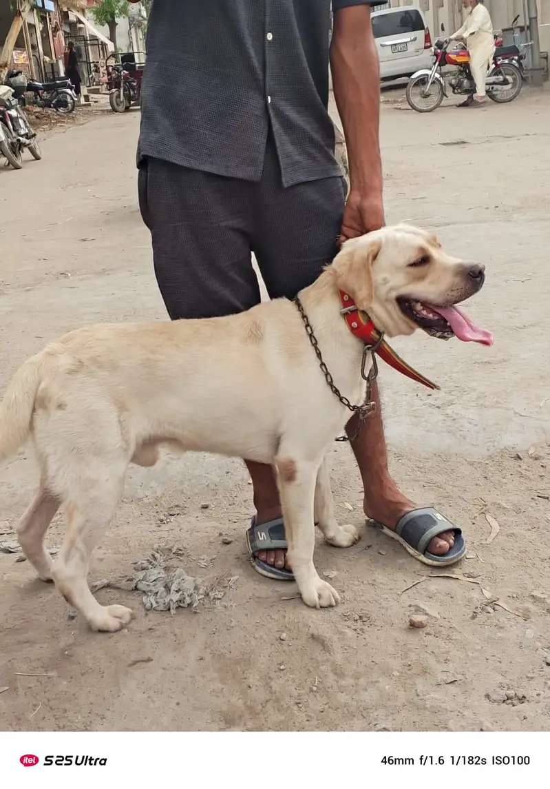 Labrador for sale — photo 2