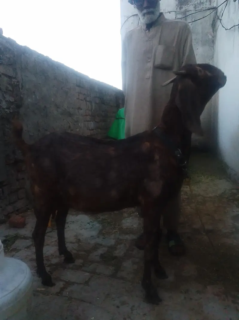 dogli bkri Hy cross ho Gai Hy03127993166whatssp — photo 2