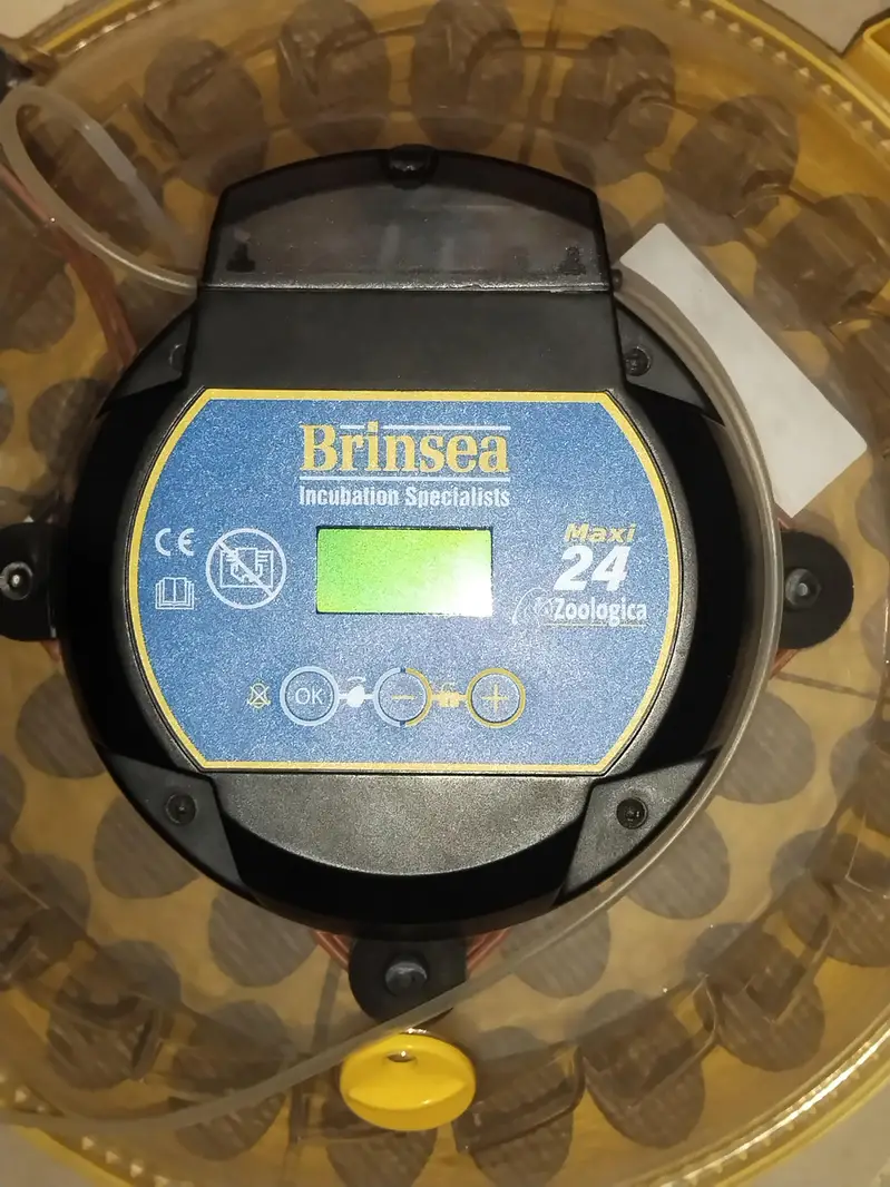 ORIGINAL BRINSEA MAXI 24 PREMIUM EGG INCUBATOR FOR Sale — photo 3