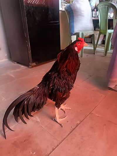 aseel miawali breed male