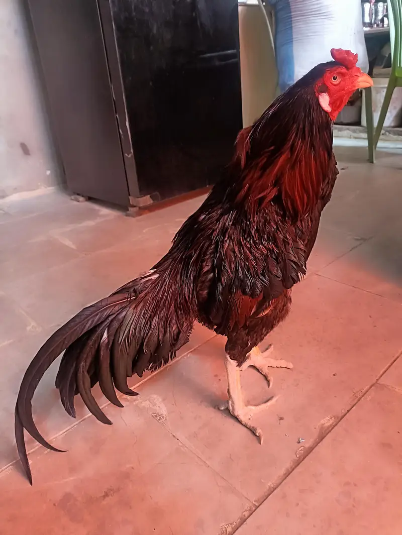 aseel miawali breed male — photo 2