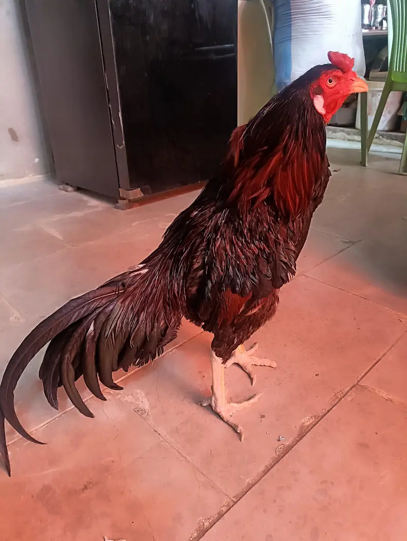 aseel miawali breed male — photo 3