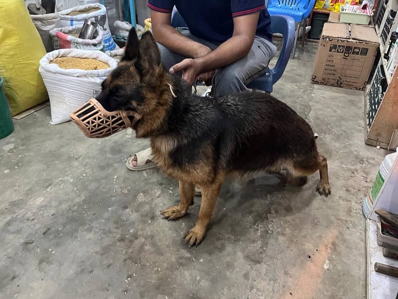 German shepherd 0