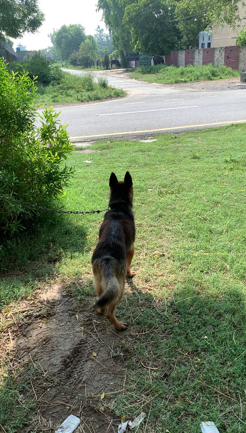 German shepherd 1