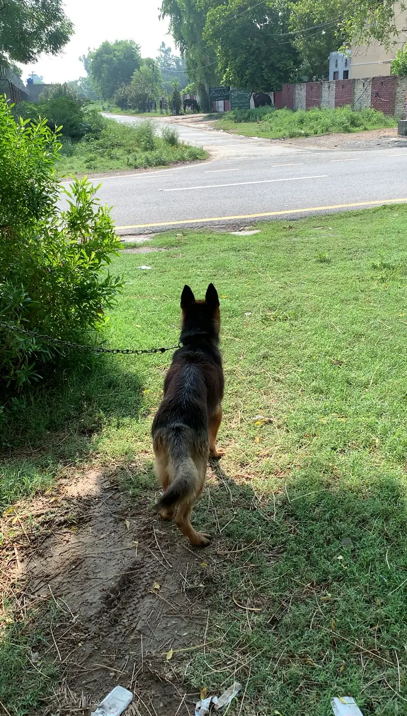 German shepherd — photo 2