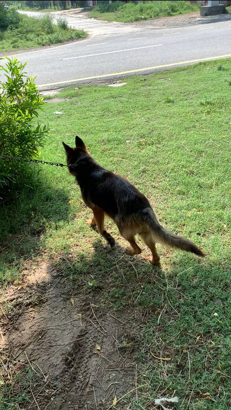 German shepherd 2