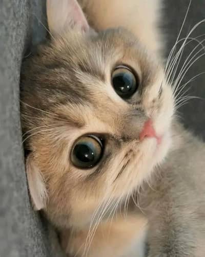 Cats | Persian | kittens |  Blue Eyes| 3 kot | O34O48 26 941| WA^⁠_⁠^