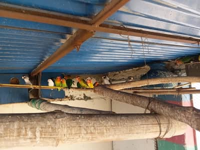 different birds