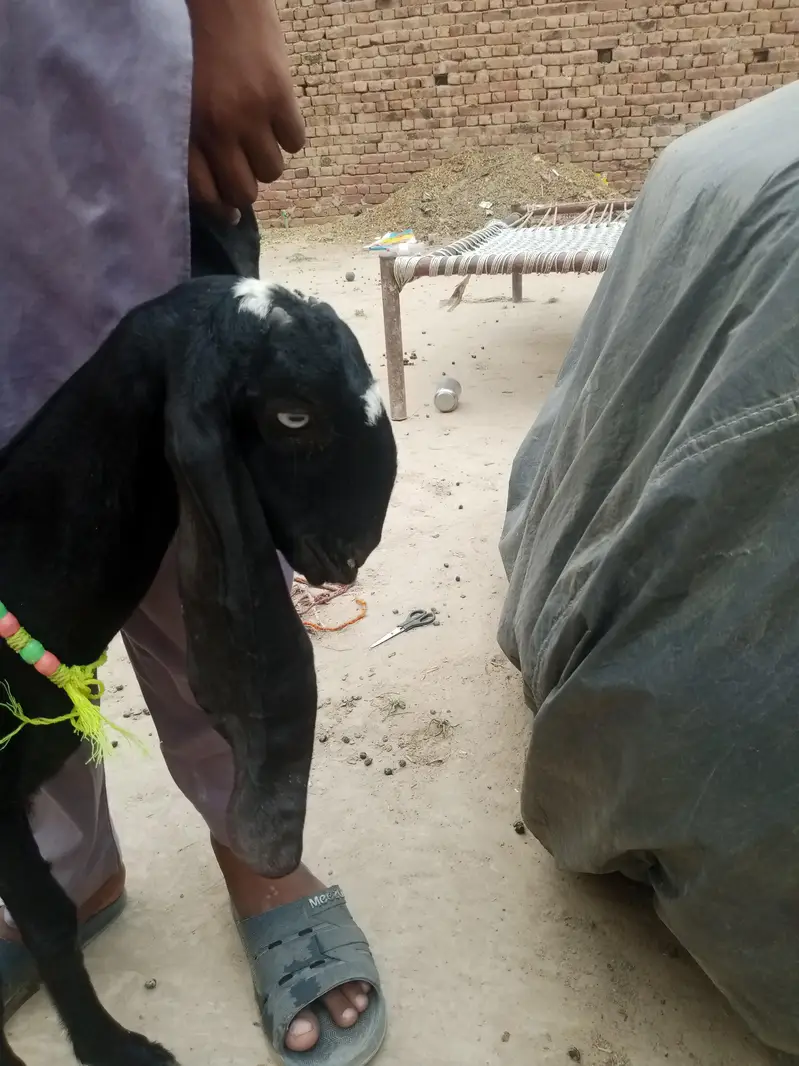 desi betal pyor — photo 2