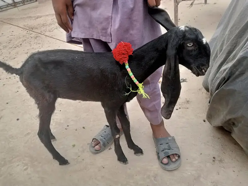 desi betal pyor — photo 3