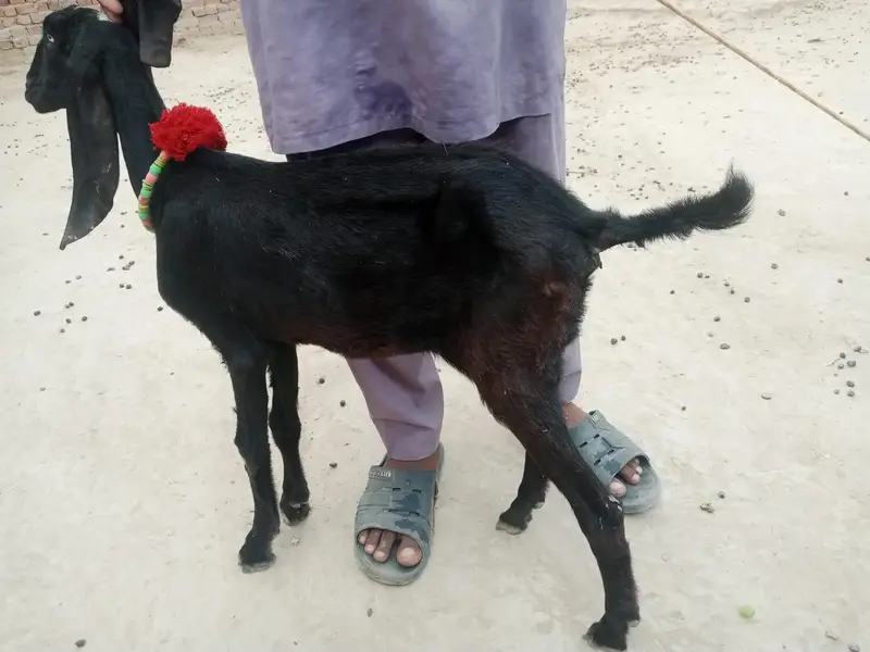 desi betal pyor — photo 4