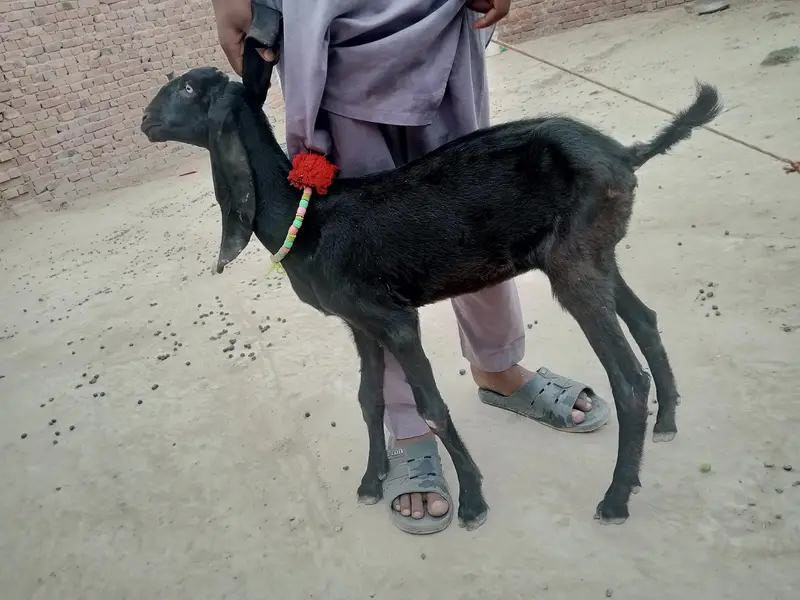 desi betal pyor — photo 5