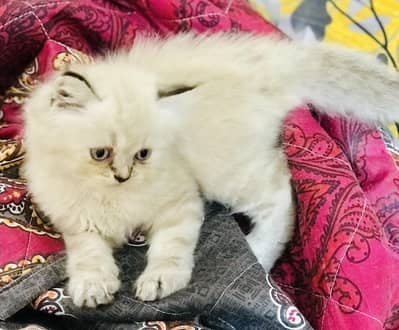 Persian kittens