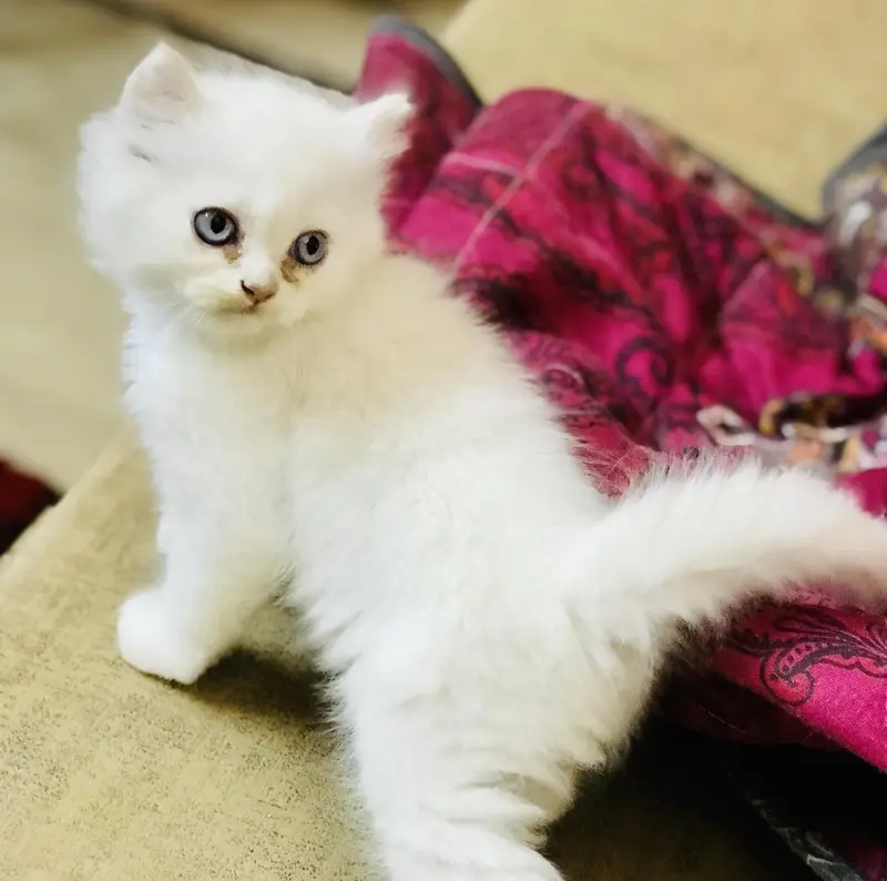 Persian kittens — photo 2