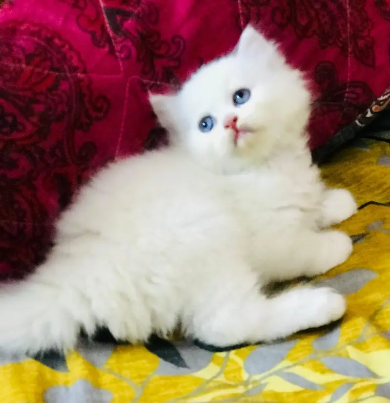 Persian kittens — photo 4