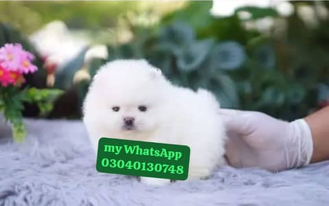 Pomeranian puppies for sale 2 month age