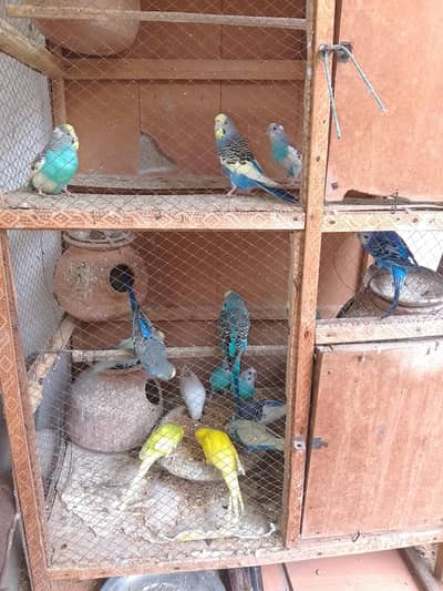 mix parrot