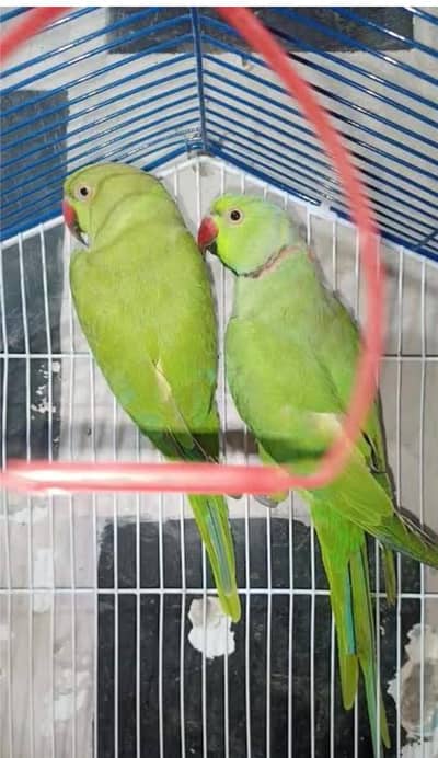 parrots pair ring neck cheapest rate