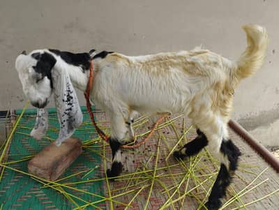 for sale beetal