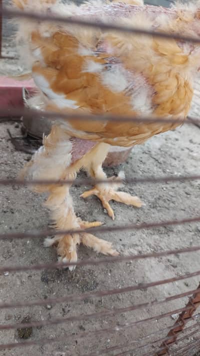 Golden Buff And White