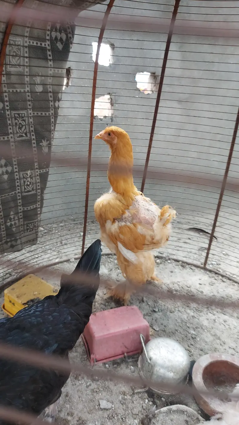 Golden Buff And White — photo 3