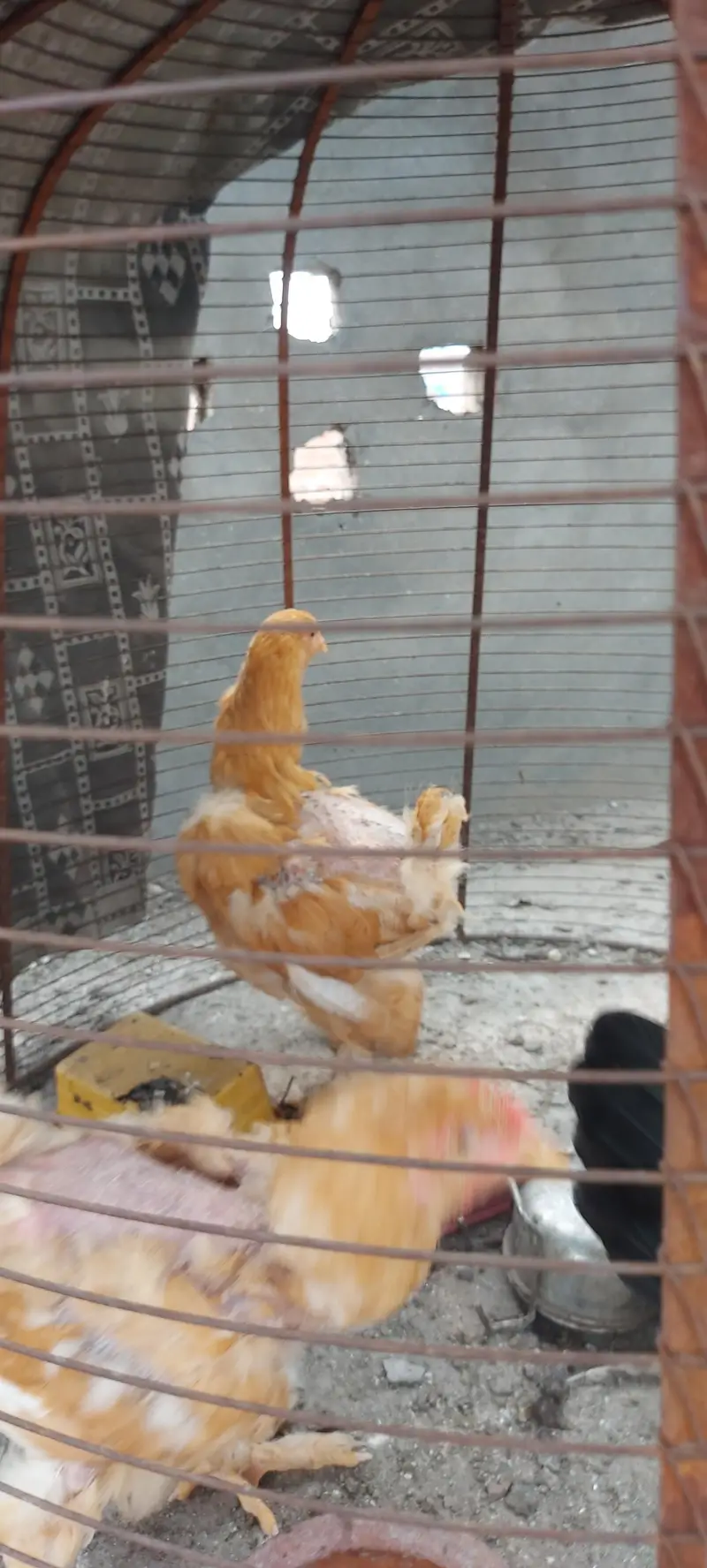 Golden Buff And White — photo 10