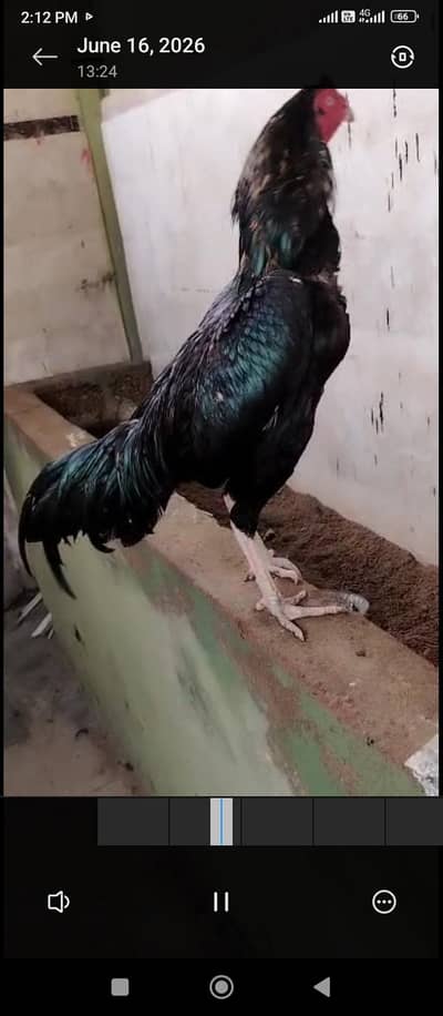 lasani mushka pair. . .