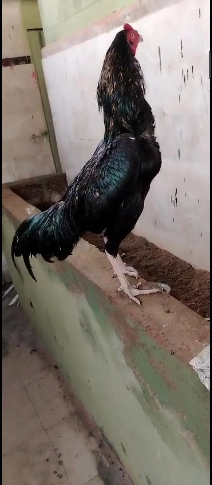 lasani mushka pair. . . — photo 2
