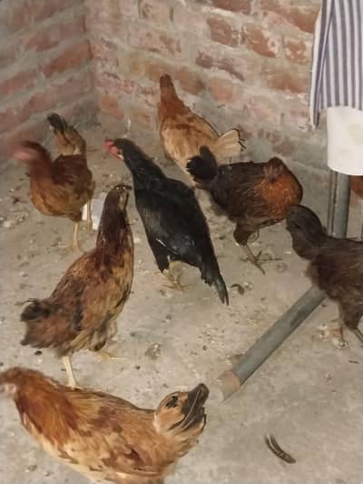 Ghar ki desi khoraak py pali desi murgian or murga b sth