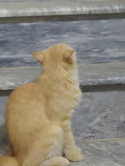 2 Persian cats for sale