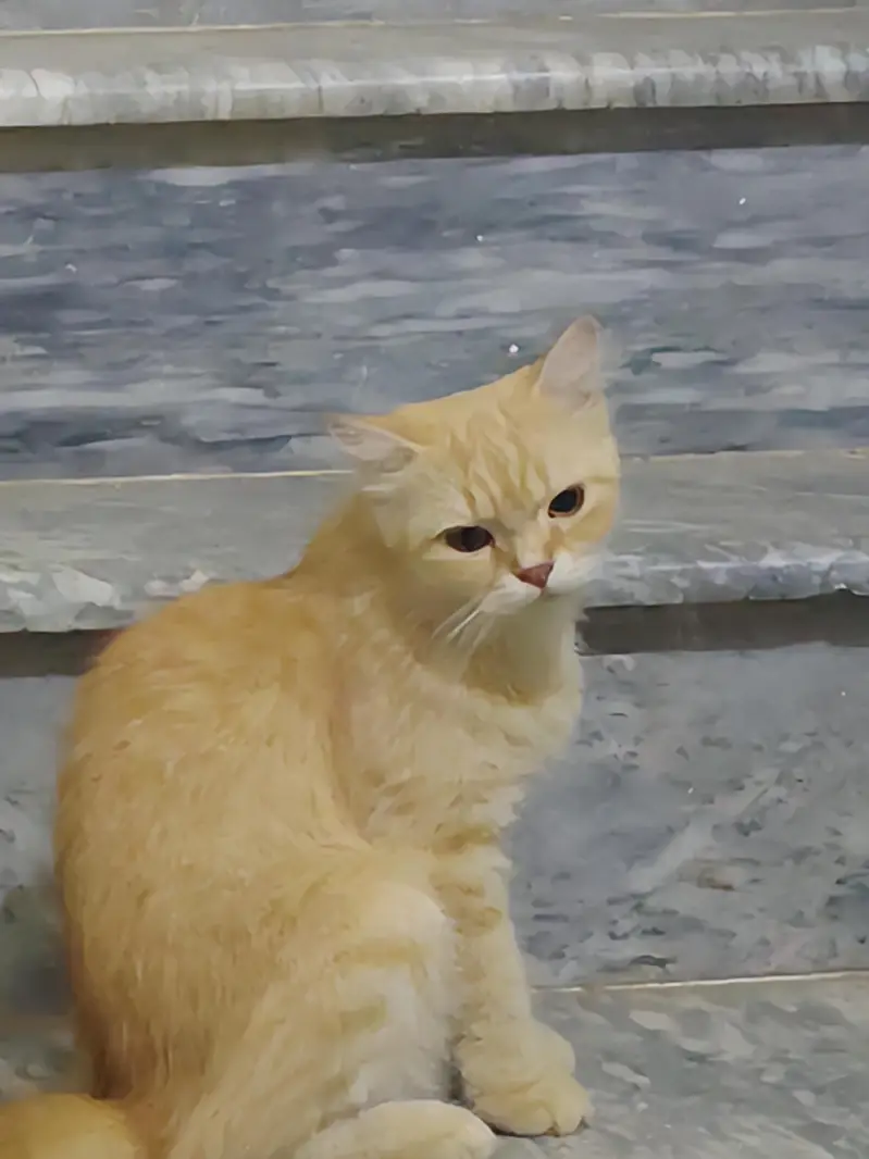 2 Persian cats for sale — photo 2